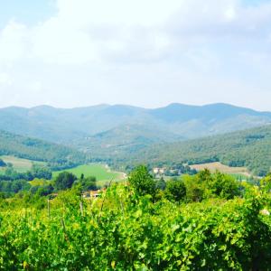 einen Blick auf die Berge von einem Weingut in der Unterkunft Agriturismo La Casaccia in Anghiari