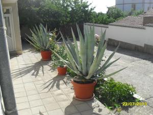 a group of potted plants sitting on a patio at Panayotovi Guest House in Byala