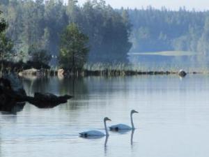 VesijakoにあるHoliday Home Kuikka by Interhomeの湖水泳白鳥