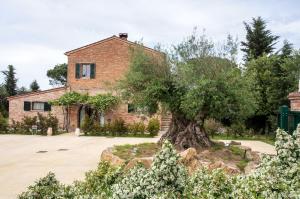 ein Olivenbaum vor einem Haus in der Unterkunft Podere Casanova - Montepulciano in Montepulciano