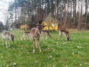 a group of deer standing in a field of grass at O.W.Bingo in Bieszkowice