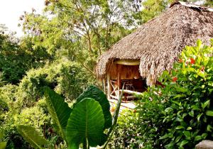 a hut with a straw roof in a forest at Ecolodge Tubagua Puerto Plata in Tubagua