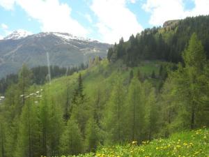 einen üppig grünen Hügel mit Bäumen und einem Berg in der Unterkunft Case Vacanze Gli Scoiattoli in Madesimo