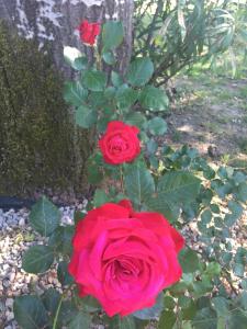 Vonkajšia záhrada v ubytovaní Tenuta La Rosa B&B