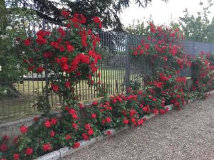 Vonkajšia záhrada v ubytovaní Tenuta La Rosa B&B