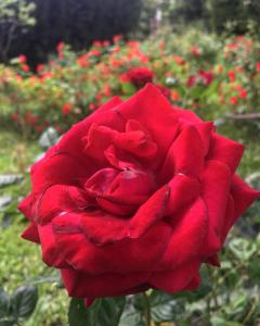 Vonkajšia záhrada v ubytovaní Tenuta La Rosa B&B