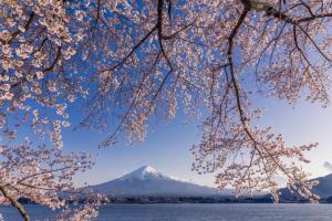 uma vista para uma montanha coberta de neve a partir de uma árvore em Daikokuya Mt.Fuji em Fujiyoshida