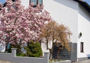 un albero di fronte a un edificio bianco con fiori rosa di Ferienwohnung Charlotte a Weisenheim am Sand