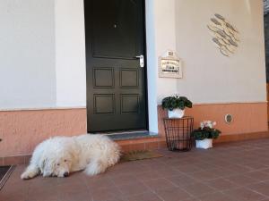 Domácí mazlíčci ubytovaní s hosty v ubytování B&B Ai Tre Archi