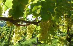 Zahrada ubytování Weingut- Gästezimmer Marko