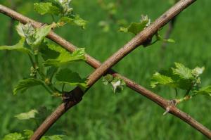 Zahrada ubytování Weingut- Gästezimmer Marko