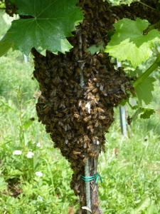 Zahrada ubytování Weingut- Gästezimmer Marko