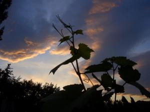 Fotografie z fotogalerie ubytování Weingut- Gästezimmer Marko v destinaci Leutschach