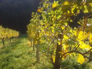 Zahrada ubytování Weingut- Gästezimmer Marko