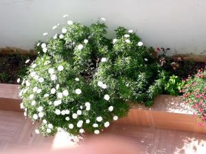 Zahrada ubytování Sitia Holidays 1