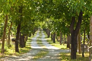 a dirt road through a row of trees at Hotel Villa Rizzo Resort and Spa in San Cipriano Picentino