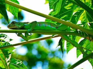 Altri animali domestici presso l'affittacamere o nei dintorni
