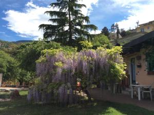 einen Wisteria-Baum in einem Hof neben einem Haus in der Unterkunft Vista Castello in Rovereto