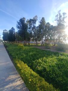 DerouaMohammed V Airport HOME的路边有草木的公园