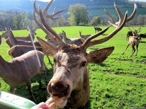 Tiere im Chalet oder in der Nähe
