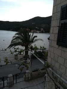 a palm tree in front of a body of water at Villa Kukuljica in Zaton