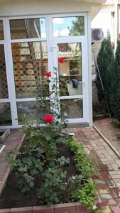 un jardín con rosas rojas frente a una casa en Апартаменты в центре, по типу хостел, en Kropyvnytskyi