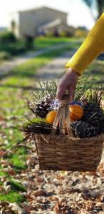 a person is holding a basket of fruit at Quinta Damigo in Seia