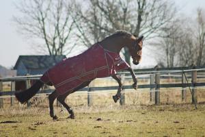a horse in a blanket running in a field at Hotel Jakubus in Wilków
