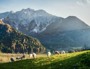 a herd of sheep grazing on a hill with mountains in the background at Boutique hotel Vila Planinka in Zgornje Jezersko
