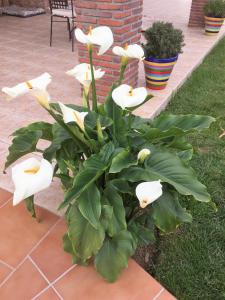 Vườn quanh Casa las Torres B&B