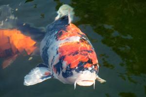 a koi fish swimming in the water at The Rasmus in Pretoria