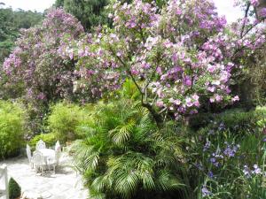 a garden with a tree with pink flowers at Villa Violeta in Petrópolis
