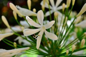 a close up of a white flower in a vase at Locanda Villa Moderna in Genoa