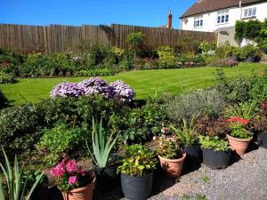 a garden with many pots of plants and flowers at Brambles Bed and Breakfast in Tiverton