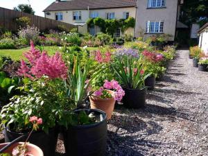 a garden of flowers in pots in front of a house at Brambles Bed and Breakfast in Tiverton
