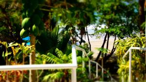 a bunch of green bananas hanging from a tree at Bacolet Beach Club in Scarborough