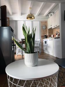 roślina doniczkowa siedząca na białym stole w kuchni w obiekcie Alborada Apartamentos Rurales w mieście Hervás