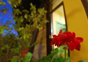 Giardino di Albergo Conca D'Oro