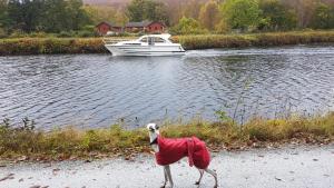 een hond met een rode deken naast een boot bij Hawthorn Lodge in Fort William