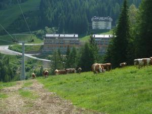 uma manada de vacas a pastar numa colina relvada em Appartementhaus CKPK Sonnenalpe Nassfeld em Sonnenalpe Nassfeld