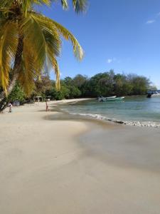 a beach with a palm tree and the ocean at Studio Hibiscus in Sainte-Anne