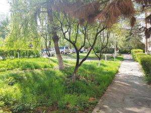 a tree in the grass next to a sidewalk at AV Apartment in Turda