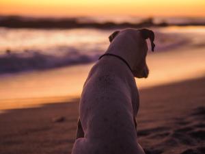 a dog standing on a beach looking at the camera at Salty Enthusiasts Share House & Villas in Santa Teresa Beach