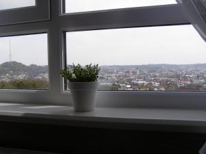 una maceta sentada en un alféizar de la ventana en Panorama Lviv en Leópolis