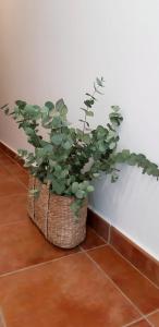 休达德亚Hostal Sa Posada Set Cales的相册照片