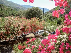 SerrieraにあるApartment Cabannaccia-2 by Interhomeの庭のピンクの花束