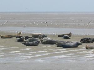 a group of seals laying on the beach at Holiday Home Wiringherlant-6 by Interhome in Noordstroe