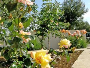 a garden with yellow flowers and a fence at Apartment Maslina-3 by Interhome in Srima
