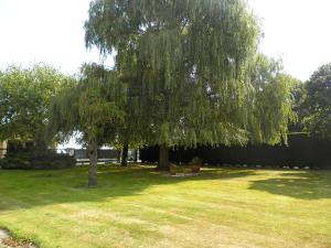 a tree in a yard with a grass field at Holiday Home Hulstehof by Interhome in Ruiterhoek