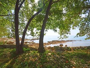 a group of trees on the shore of a beach at Holiday Home Aron by Interhome in Umag +17 photos